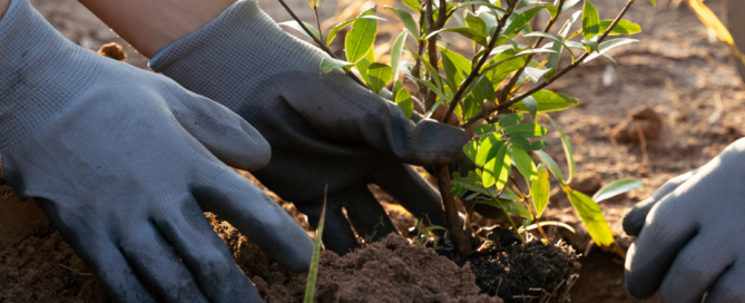 Terracert: piattaforma per le competenze in agricoltura rigenerativa